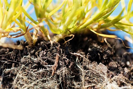 TUM: Unterirdische Pilz-Netzwerke erstmals in 3D