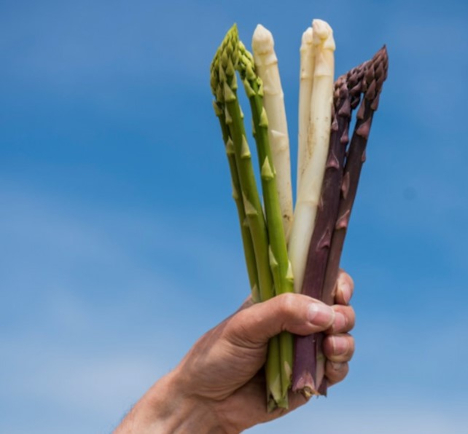 Tag des Deutschen Spargels 2026: Kampagne stärkt Position heimischer Produktion
