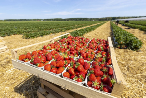 VSSE: Start der Saison - Erste heimische Erdbeeren ab Mitte April