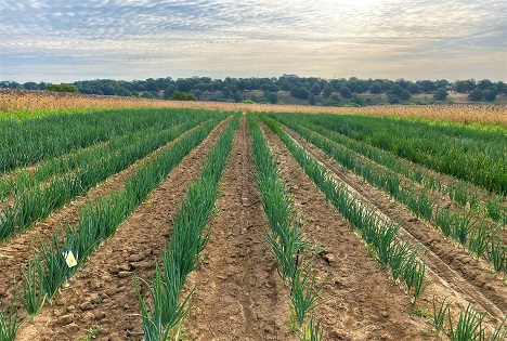 BLE: Bio-Zwiebelanbau - Ausgewählte alte Landsorten erreichen Niveau von Hybriden
