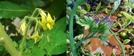 Citizen Science-Projekt „PhytoWatch” spürt Erreger von Pflanzenkrankheiten auf