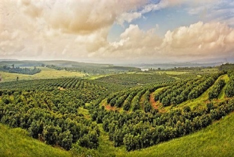 Westfalia Fruit baut Erzeugerprogramm in Tansania von vier auf mehr als 350 Kleinbauern aus