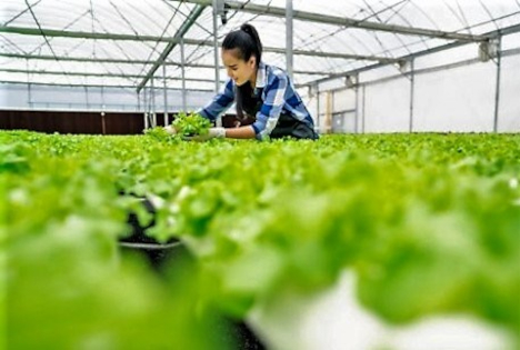 ZVG: Zahl der Gartenbau-Azubis 2025 gestiegen