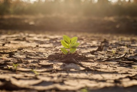 ZVG: Dürre 2026 - Unterstützung muss auch den Gartenbau erreichen
