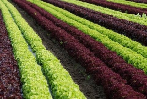 Neues Düngerecht: Gemüsebau frühzeitig mitdenken