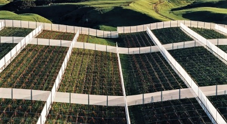 Zespri: Änderungen des neuseeländischen Sortenschutzgesetzes sollen Exportwert von Kiwis stärken
