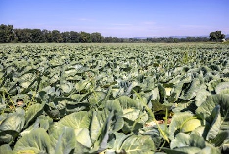 efko setzt auch in herausforderndem Erntejahr auf österreichische Rohwaren
