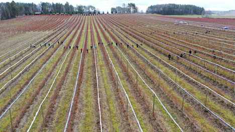 Blueberry Farm Białousy. Foto © Hortus Media