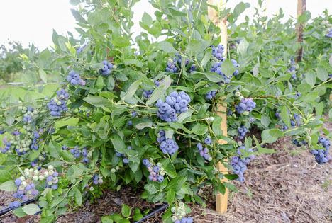Welche Blaubeersorten sollten wir in Europa pflanzen?