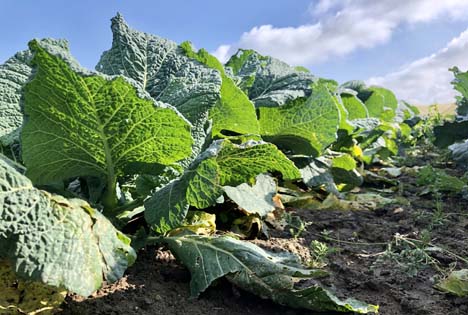 Foto: Landvolk Niedersachsen