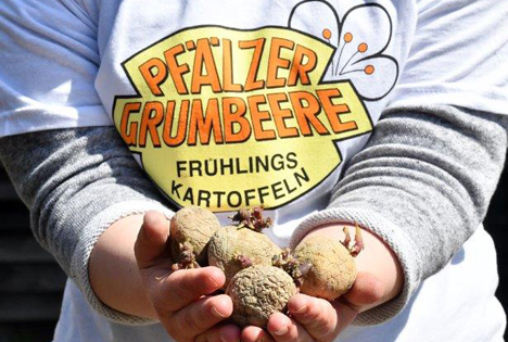 Pfälzer Grumbeere - Premiere beim Schulgartenprojekt 