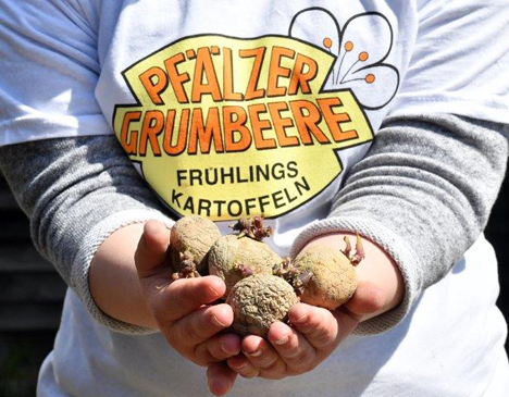 Foto © EZG "Pfälzer Grumbeere"