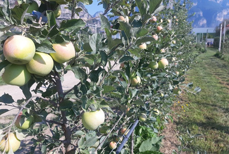 Italien - Edmund-Mach-Stiftung: Interesse an Guyot-Apfel-Plantage wächst