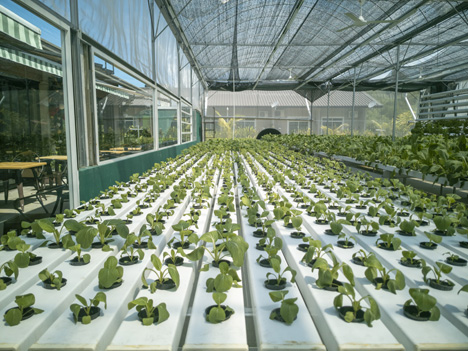 VertiFarm 2022 Selective focus of fresh organic vegetable grown using aquaponic or hydroponic farming. Foto © Messe Dortmund GmbH