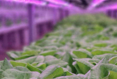 Finalisten der Vertical Farming World Awards 2022 bekannt gegeben