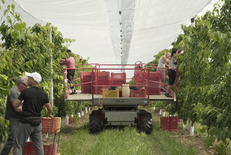 Arrigoni Aussteller auf der Macfrut und Partner des International Cherry Symposium 2022