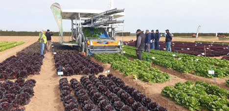 Lettuce Days of Innovation Photo © FEPEX