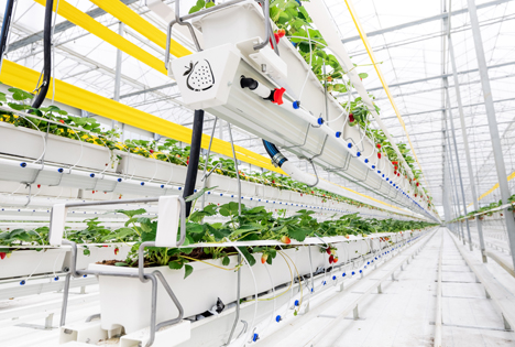 Growtec auf der expoSE, Erdbeeranbau auf zwei unterschiedlichen Stellagenhöhen