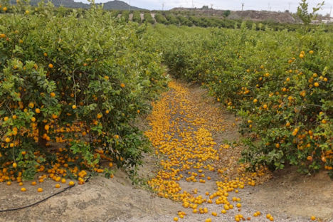 Alicante ‹ Convocatoria del plan de emergencia contra la crisis del limón en el portal frutícola