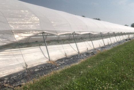 Melonen: Weniger Wasserkonsum und bessere Einheitlichkeit dank PRISMA von Arrigoni