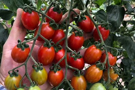 BASF führt erste gegen ToBRFV teilresistente Tomaten in Mexiko ein