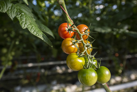 Ernte-Tour Tomaten. Foto © BVEO/HendrikHaase