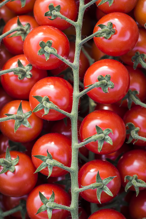 Ernte-Tour Tomaten und Gurken. Foto © BVEO/Hendrik Haase