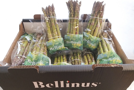 Bellinus Spargel Nord italien Juni 2020 Foto © Bellinus Spargel