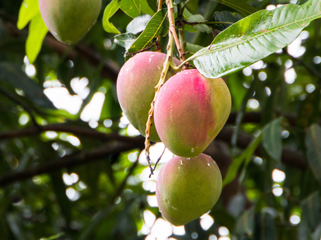 Foto © BioTropic GmbH Mangos