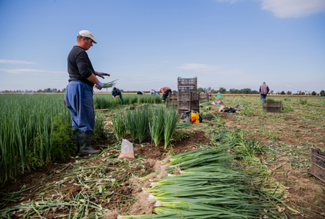 Foto © Bördegarten Gemüse Vertriebsgesellschaft mbH