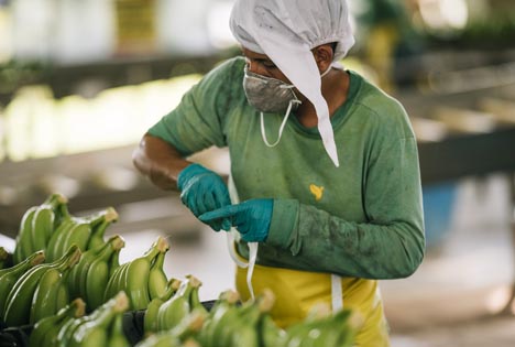 Faitrade Mitarbeiter bereitet Bananen für den Export vor. Foto © Fairtrade | Christoph Köstlin