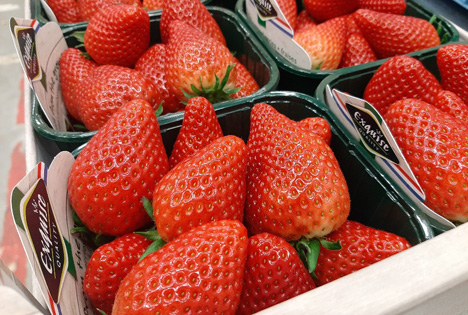 Erste Inspire-Erdbeeren diese Woche von The Greenery zu haben
