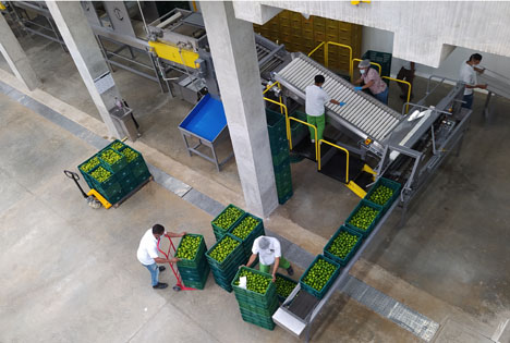 Kolumbien: La Dona Fruit eröffnet bahnbrechenden Verpackungsbetrieb