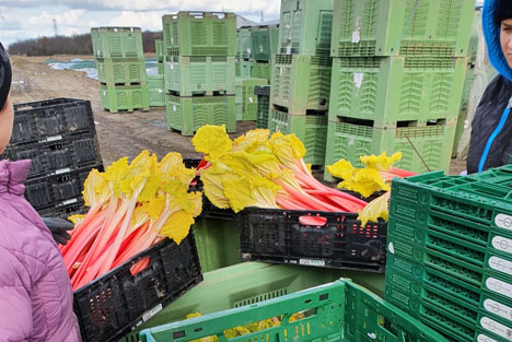 Landgard: Startschuss für den Frühling mit frischem Rhabarber aus regionalem Anbau