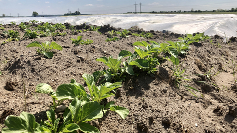 Foto © Landvolk Niedersachsen Kartoffeln