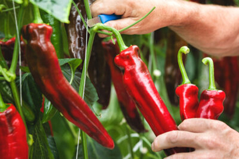 Süße Spitzpaprika. Foto © Levarth