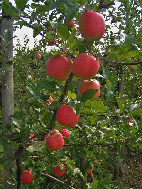 Beliebte Frühapfelsorte: Delbarestivale Ambassy. Foto © Obstbauversuchsanstalt Jork