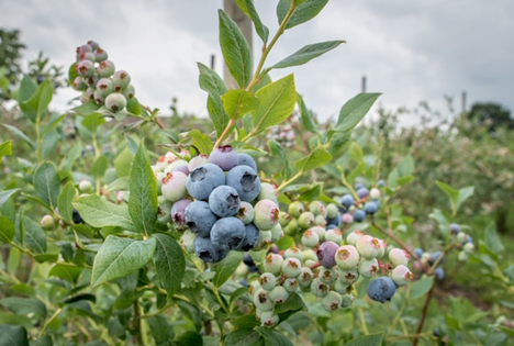 Foto © Ehrecke/Landwirtschaftskammer Niedersachsen