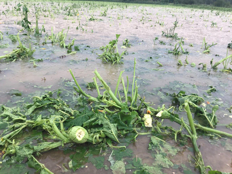 Kürbis Hofstaetten an der Raab. Foto © Österreichische Hagelversicherung