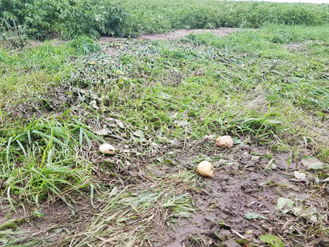 Hagel/Kartoffel in Schweiggers. Foto © ÖHV