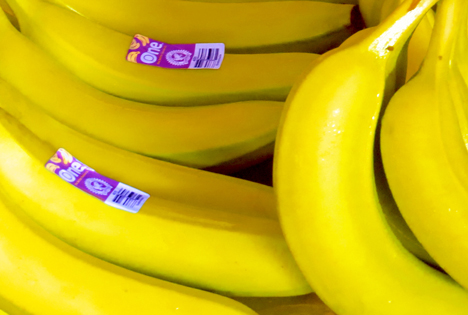 ONE Banana zertifiziert Bio-Produktion gemäß Fairtrade-Standard