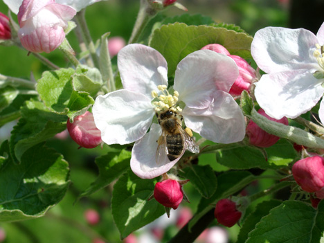 Foto © Obst vom Bodensee Vertriebsgesellschaft mbH