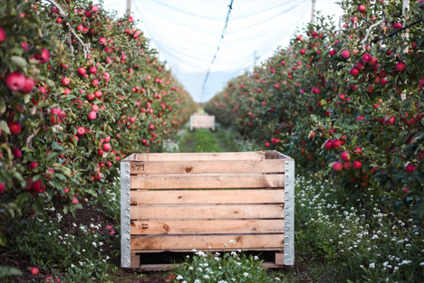 Pink Lady Orchard NH 2018 Foto © Pink Lady Global