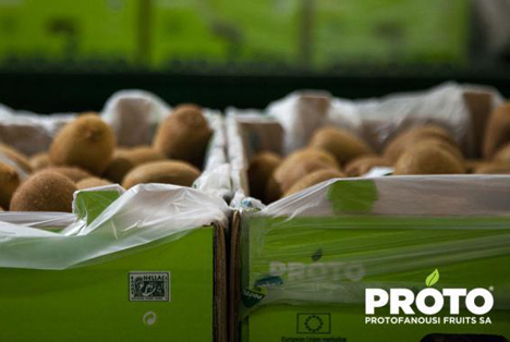 Protofanousi: Positiver Bericht über griechische Kiwi-Erntesaison
