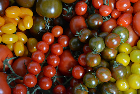 RLV: Tomaten bringen die Sonne auf den Teller