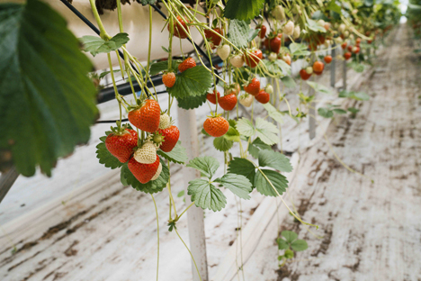 Erdbeeren Foto © SOV