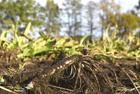 Ernte Meerrettich g.g.A. im Spreewald beginnt