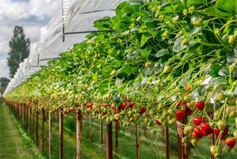T&G Fresh unterzeichnet Exklusivvereinbarung für köstlichere Erdbeeren