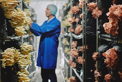 GB: Wenig bekannte Pilzsorten helfen Tescos pflanzenbasierte Revolution voranzutreiben