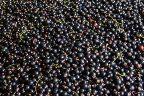 GB: Erster Ertrag von klimabeständigen schwarzen Johannisbeeren geerntet